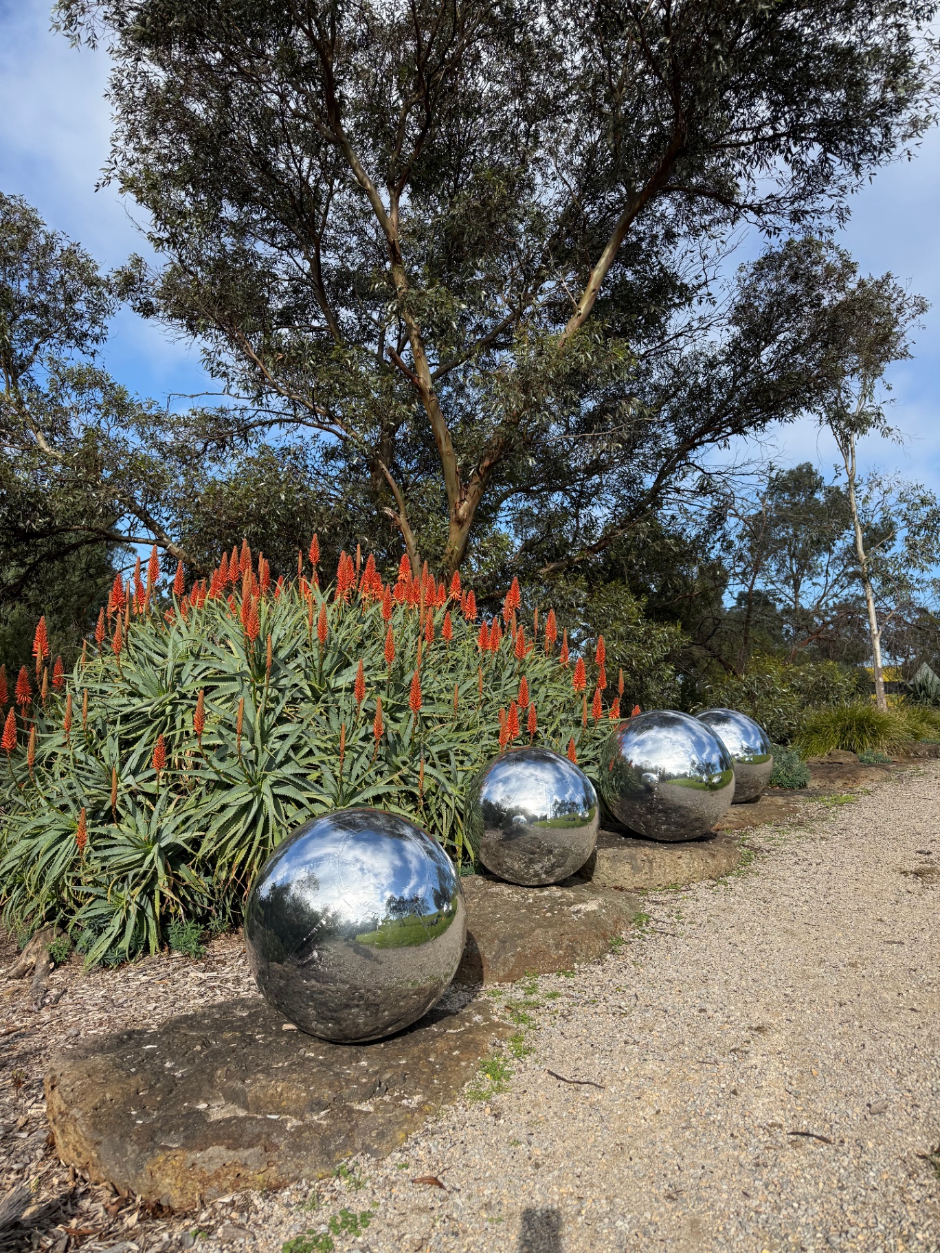Mirror spheres beside flowering aloes in a garden